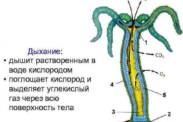 Ссылка мегу браузер